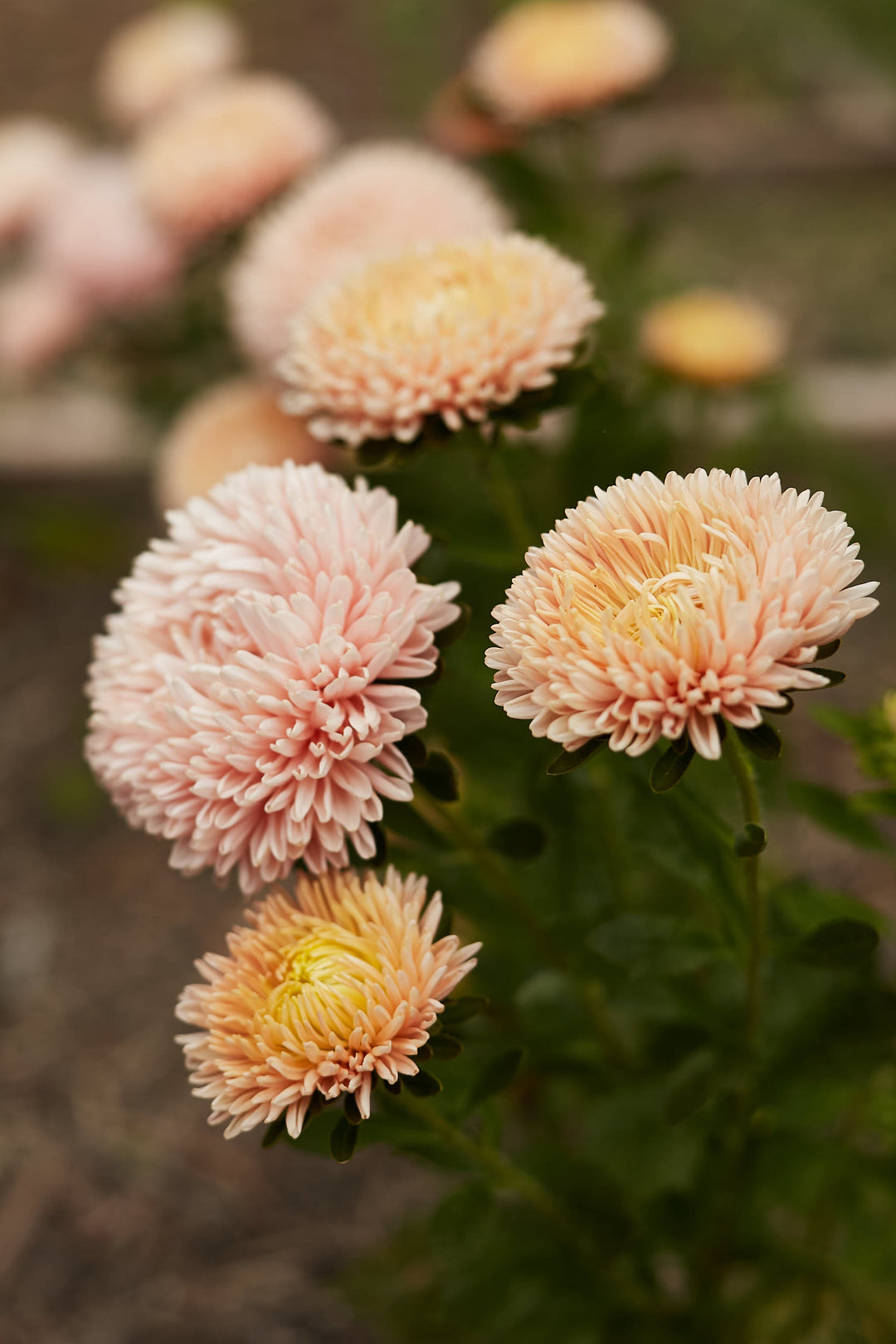 Aster China King Size Apricot Flower | x 50 seeds