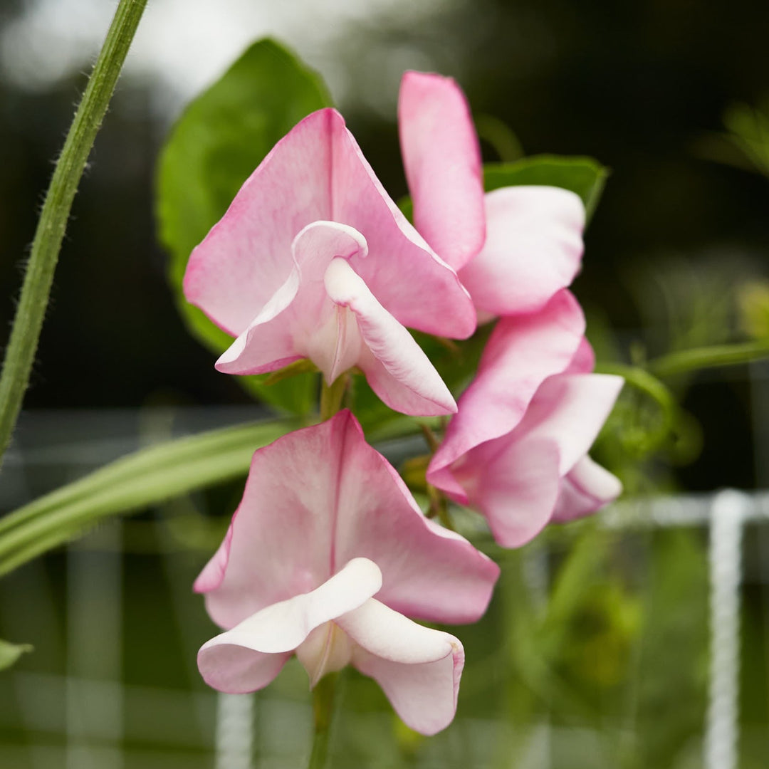 Sweet Pea Elegance Pink Diana Flower | X 15 Seeds