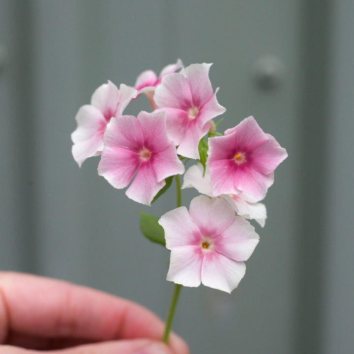 Phlox Blushing Bride Flower | X 50 Seeds