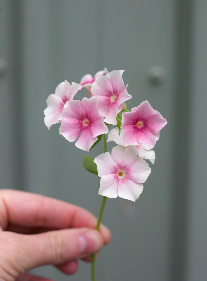 Phlox Blushing Bride Flower | X 50 Seeds