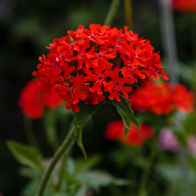 Maltese Cross Scarlet Lychnis chalcedonica Flower | X 200 Seeds