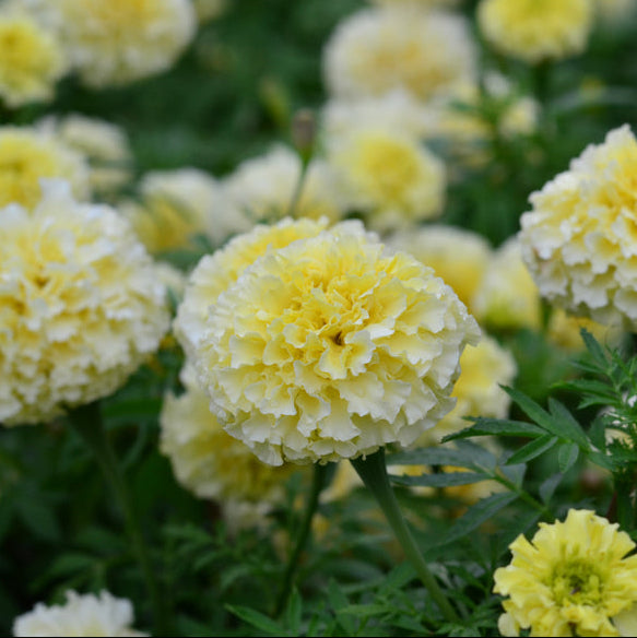 Marigold White Swan Flower | X 20 Seeds