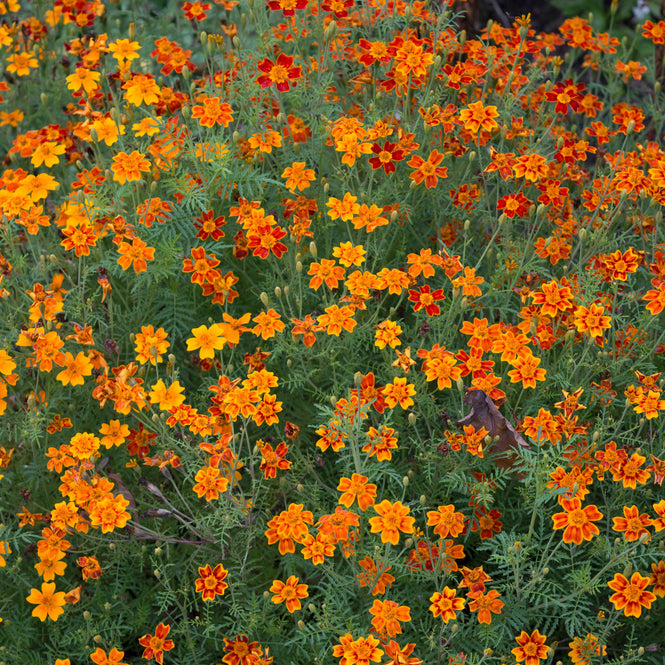 Marigold Starfire Mix Flower | X 100 Seeds