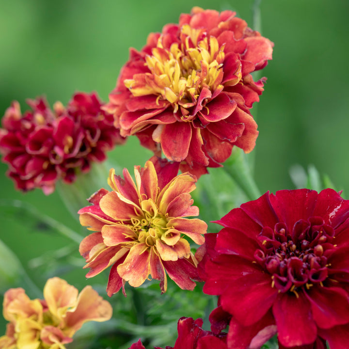 Marigold Strawberry Blonde Flower | X 50 Seeds