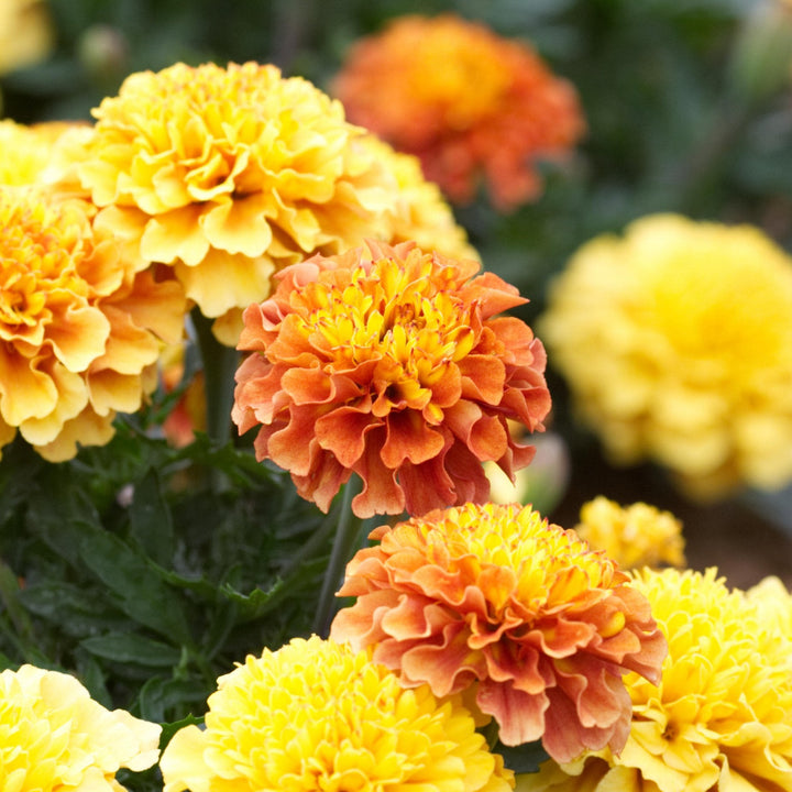 Marigold Strawberry Blonde Flower | X 50 Seeds