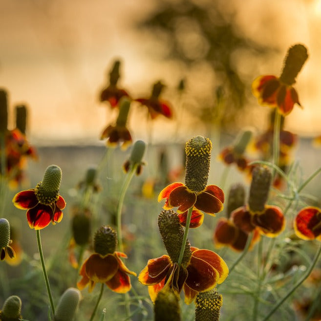 Mexican Hat Flower | X 100 Seeds
