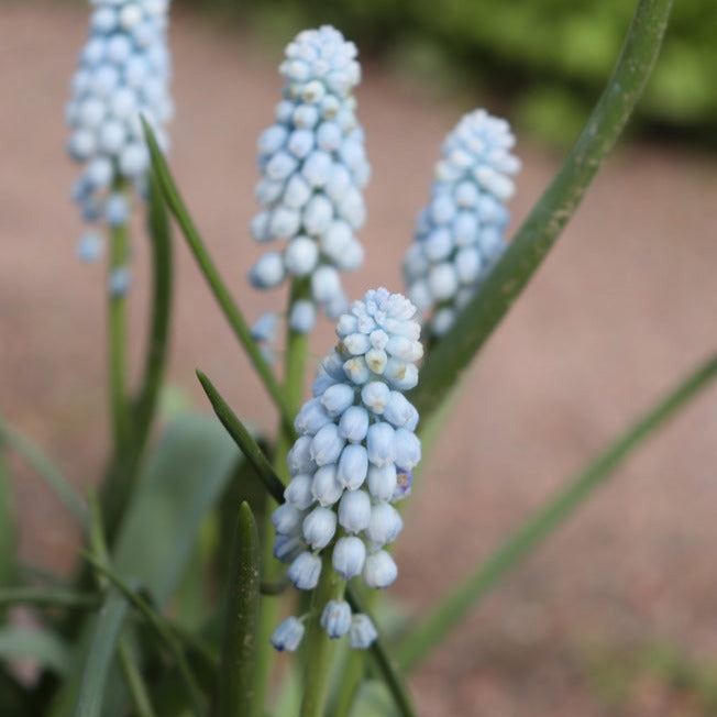 Grape Hyacinth Muscari Baby's Breath (Pack of 5 Bulbs) (NOT TO WA)