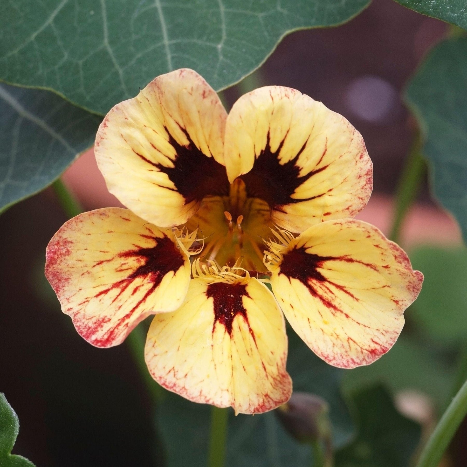 Nasturtium Bloody Mary Flower X 15 Seeds Veggie & Flower Garden Seeds