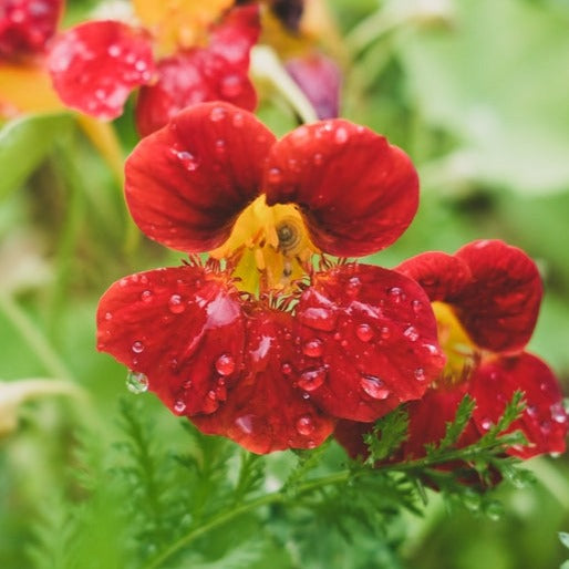 Nasturtium Empress Of India Flower | X 15 Seeds