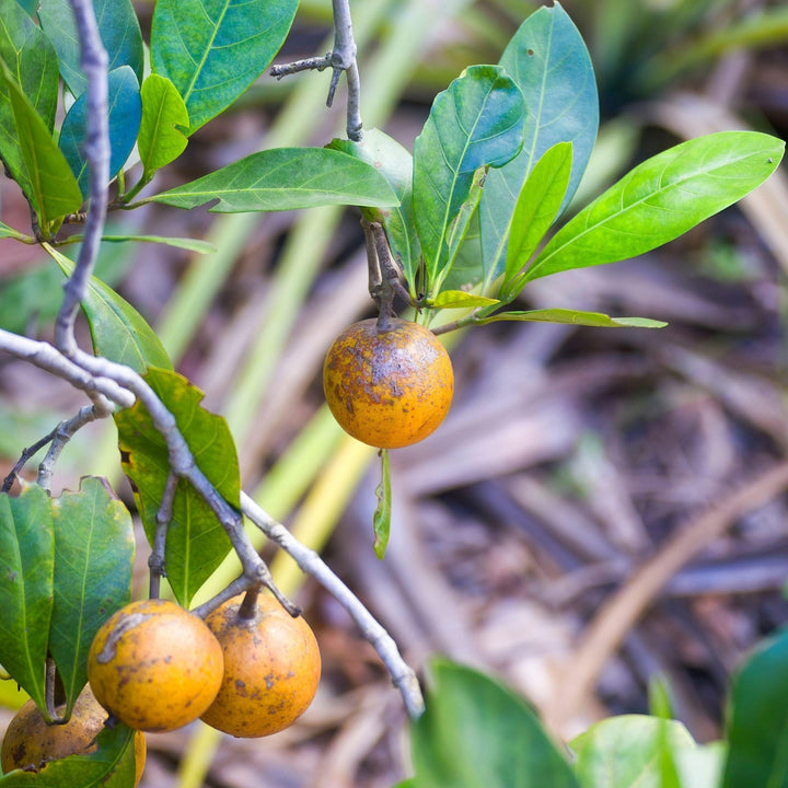 Native Gardenia Randia fitzalanii Australia Native | X 8 Seeds