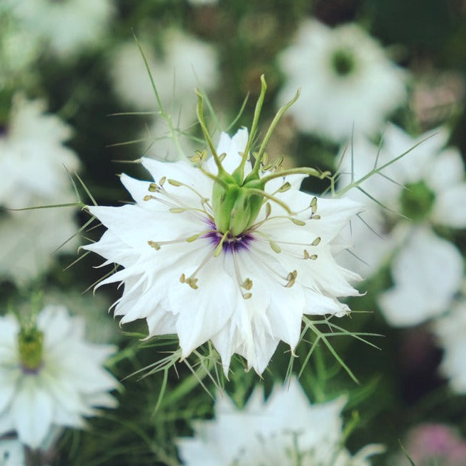 Nigella Damascena Albion Black Pod Flower | X 50 seeds