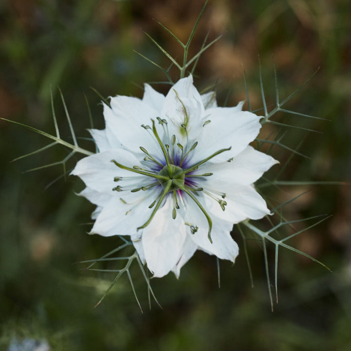 Nigella Miss Jekyll White Flower | X 100 Seeds