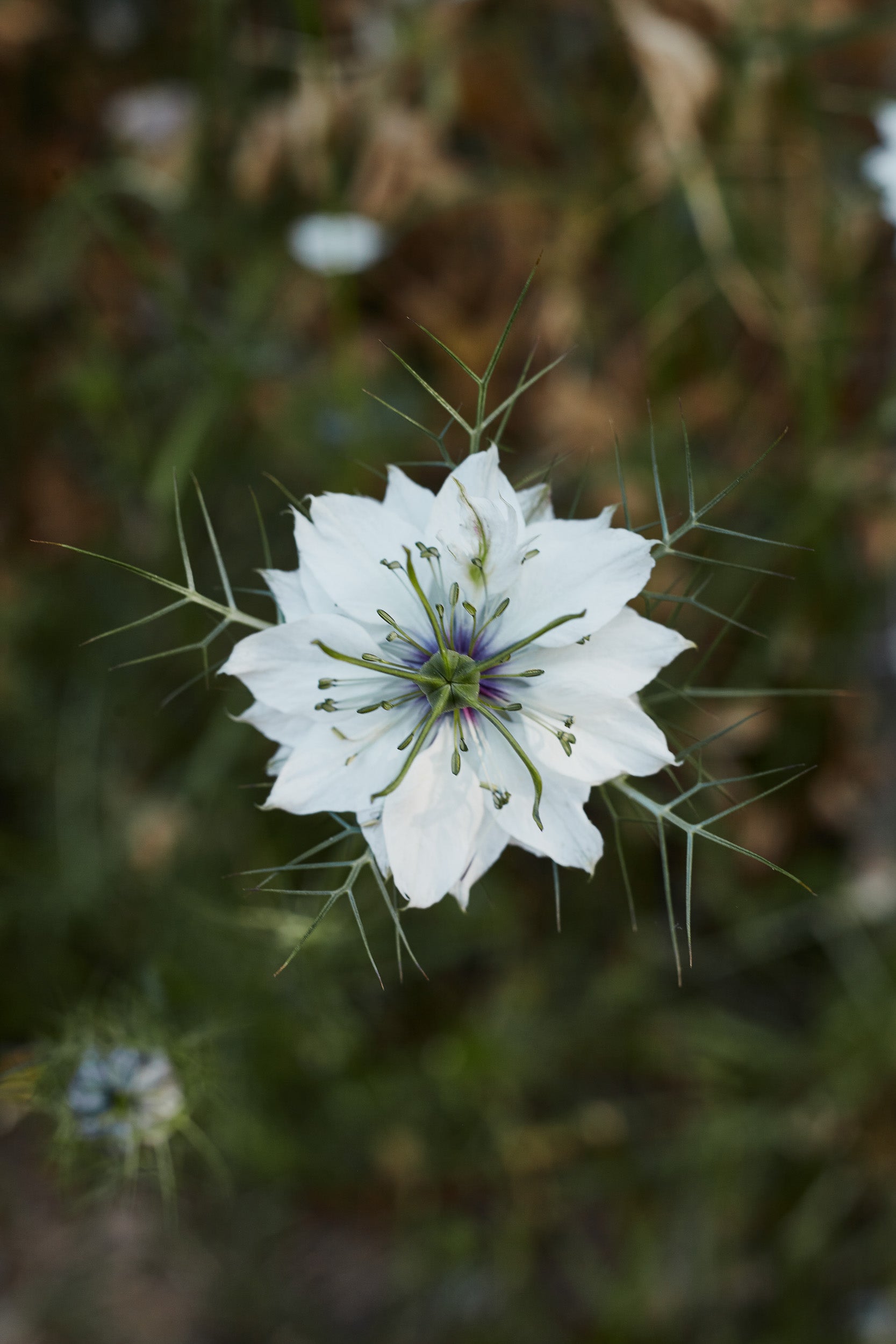 Nigella Miss Jekyll White Flower X 100 Seeds Veggie & Flower Garden