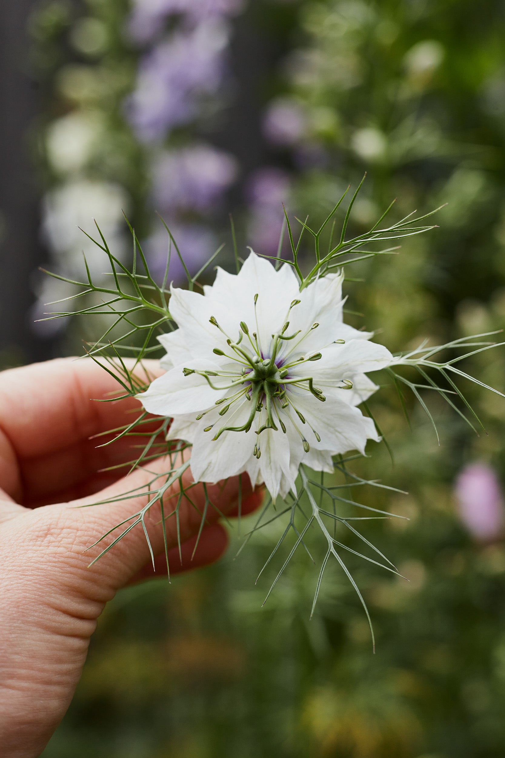 Nigella Miss Jekyll White Flower X 100 Seeds Veggie & Flower Garden