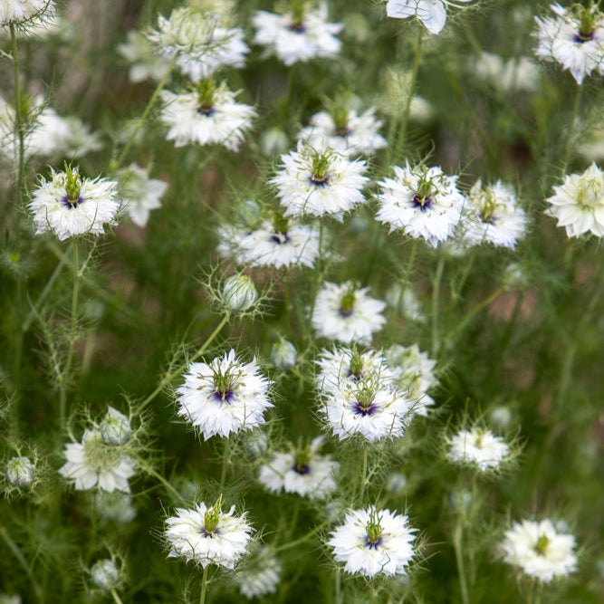 Nigella Miss Jekyll White Flower | X 100 Seeds