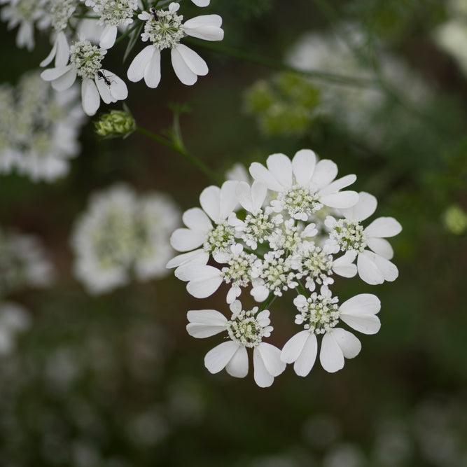 Orlaya grandiflora White Lace Flower | X 20 Seeds (NOT TO WA+NT)