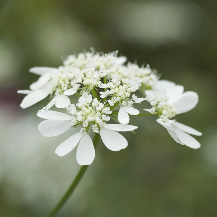 Orlaya grandiflora White Lace Flower | X 20 Seeds (NOT TO WA+NT)