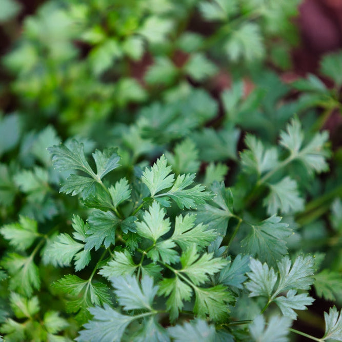 Parsley Italian Herb | X 200 Seeds