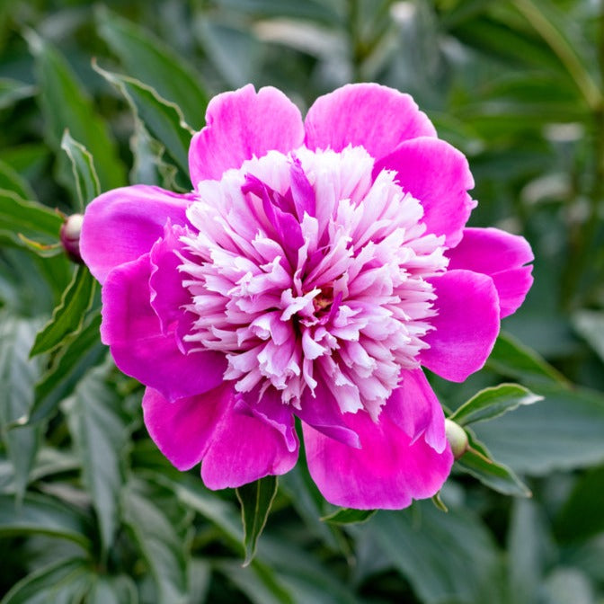 Peony Pink Derby Root Stock (NOT TO WA)