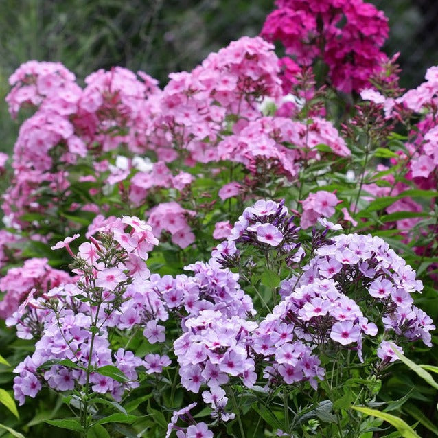 Phlox Cecily Mix Flower | X 80 Seeds – Veggie & Flower Garden Seeds