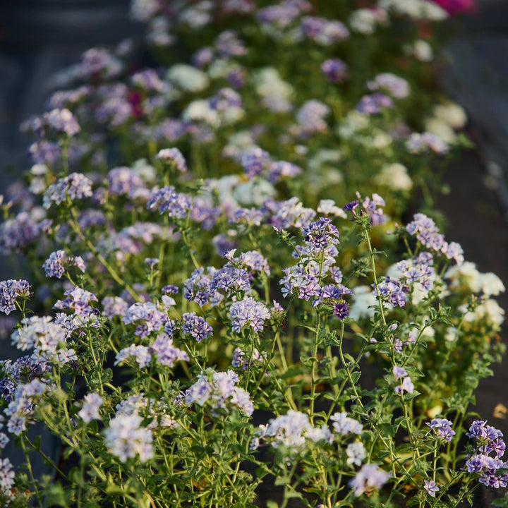 Phlox Sugar Stars Flower | X 50 Seeds Coming Soon