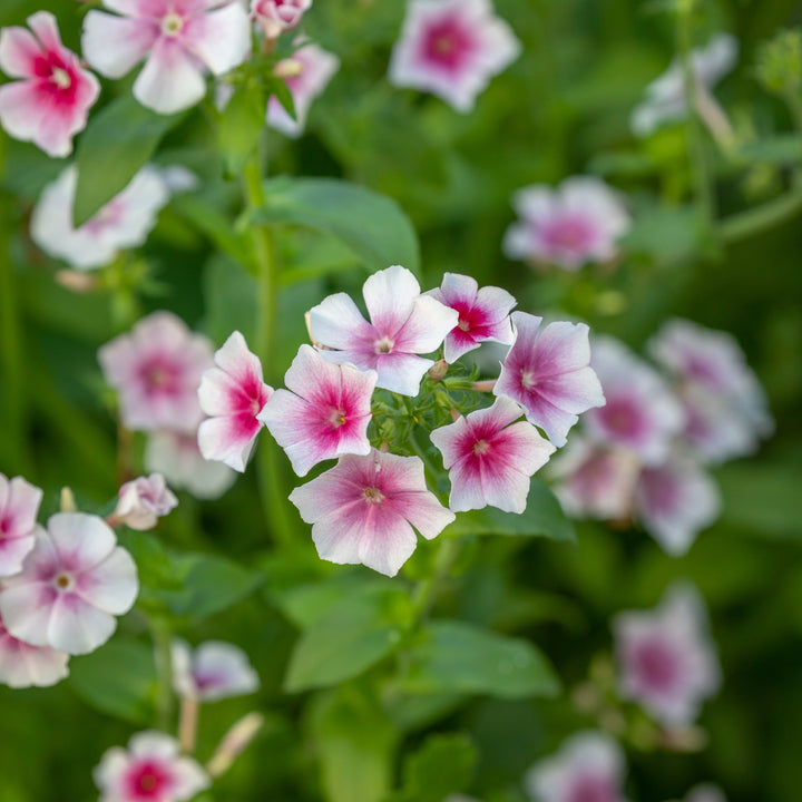 Phlox Blushing Bride Flower | X 50 Seeds