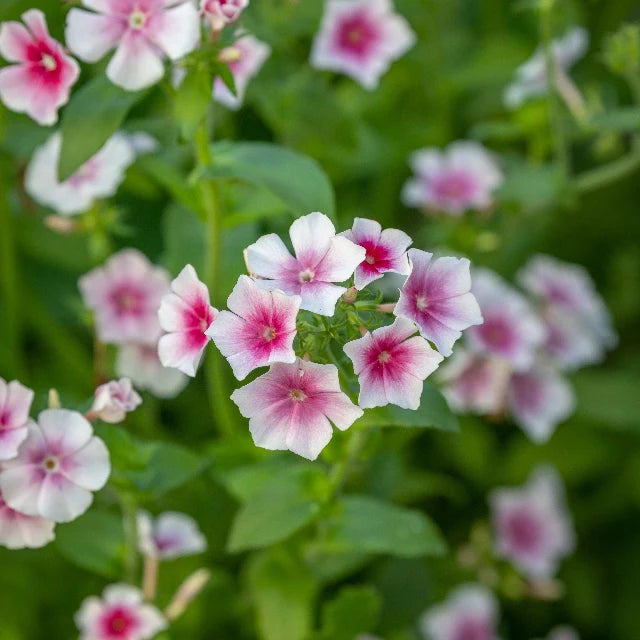 Breast Cancer Pink Seed Pack x 10 Varieties