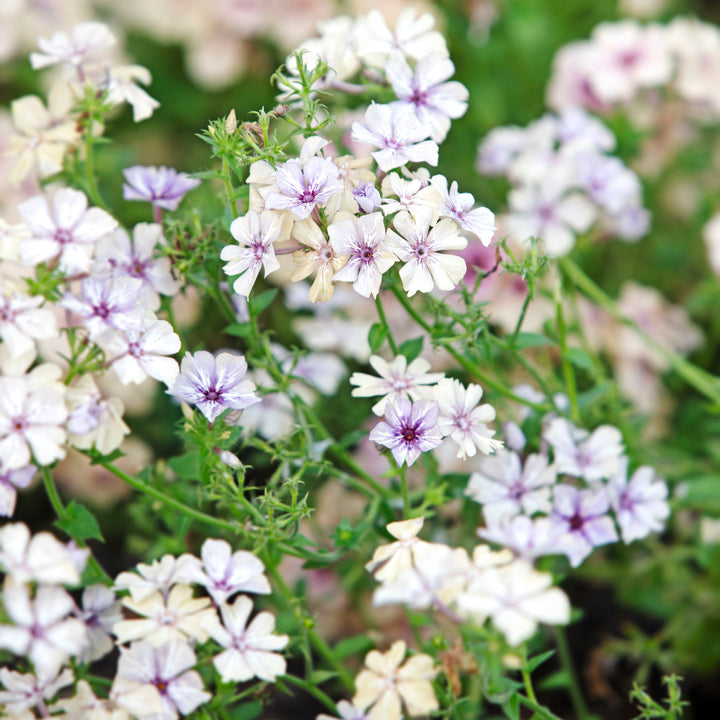 Phlox Creme Brulee Flower | X 50 Seeds