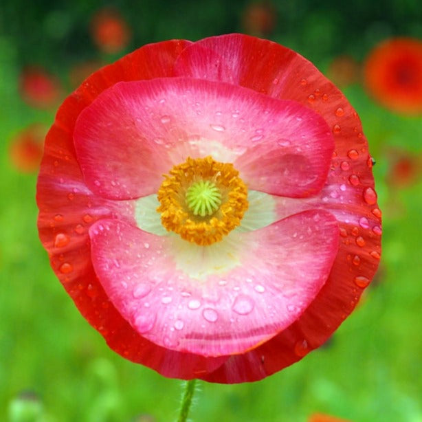 Poppy Shirley Single Mix Flower | X 300-500 Seeds