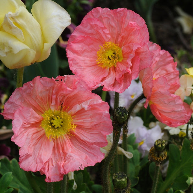 Poppy Colibri Ciclamino Flower | X 50 Seeds