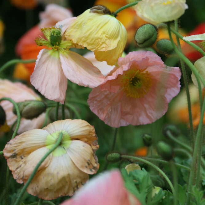 Poppy Colibri Ciclamino Flower | X 50 Seeds