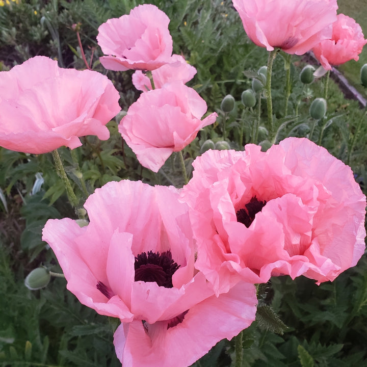 Poppy Oriental Coral Reef Flower | X 75 Seeds