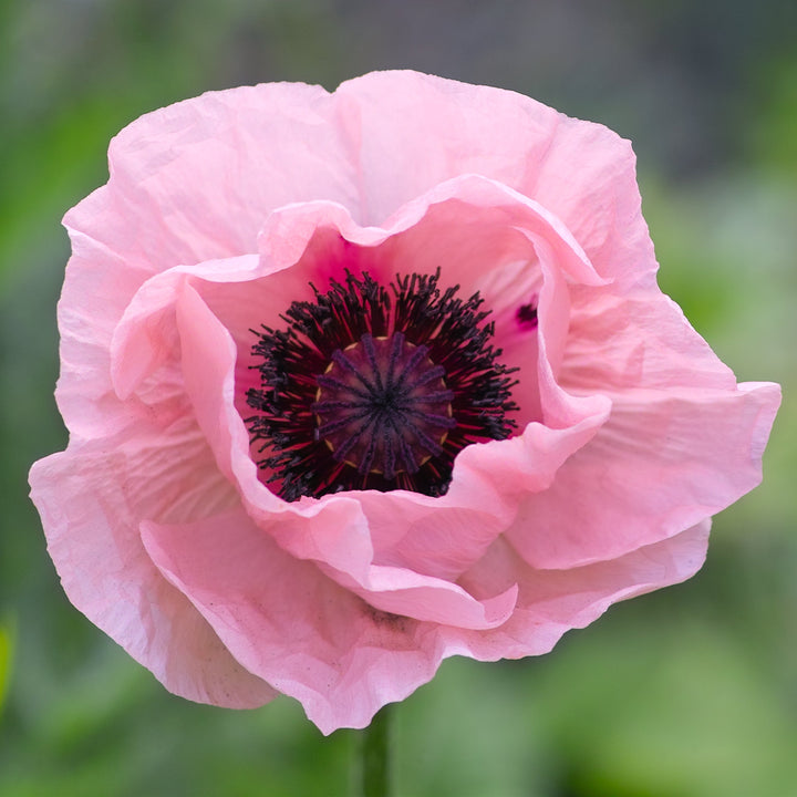 Poppy Oriental Coral Reef Flower | X 75 Seeds