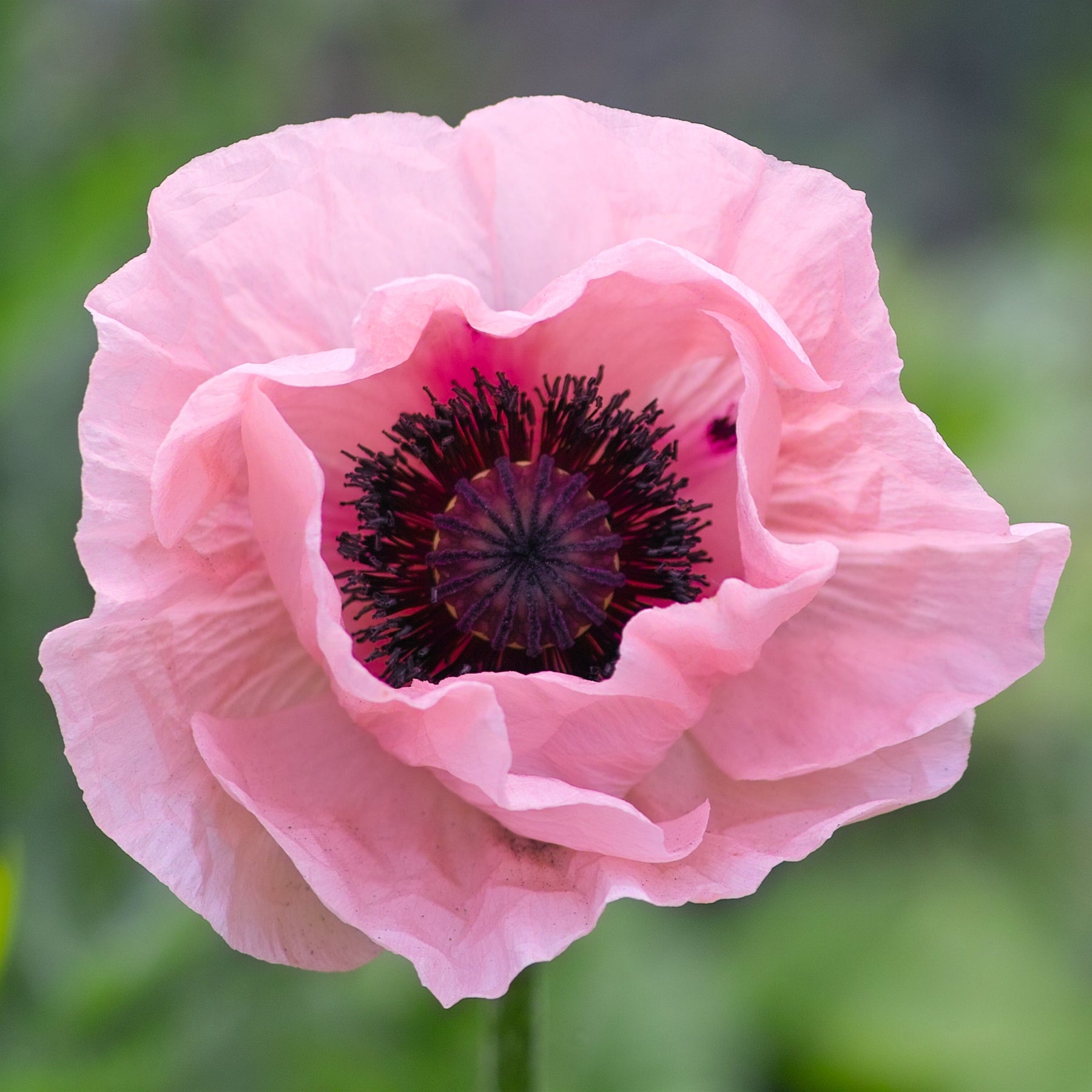 Poppy Oriental Coral Reef Flower | X 75 Seeds – Veggie & Flower Garden ...