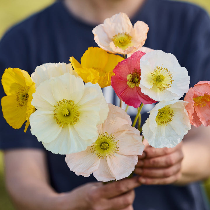 Poppy Iceland Pastel Victory Giant Mixed Flower | X 300-500 seeds