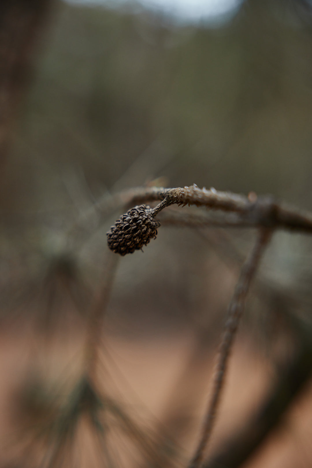 River Sheoak Casuarina cunninghamiana Australian Native | X 70 Seeds