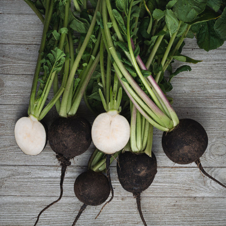 Radish Black Spanish Round Vegetable | X 80 Seeds