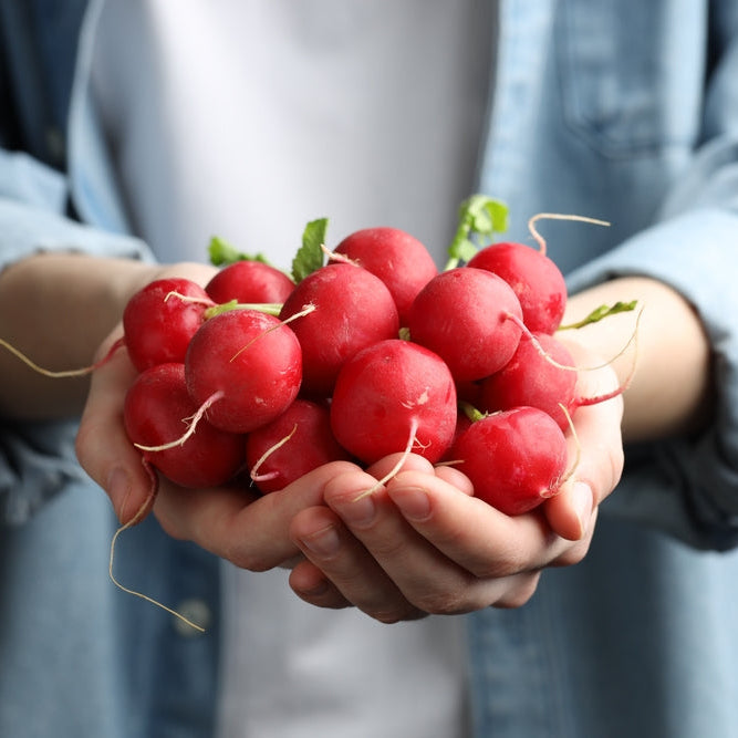 Radish Champion Vegetable | X 80 Seeds