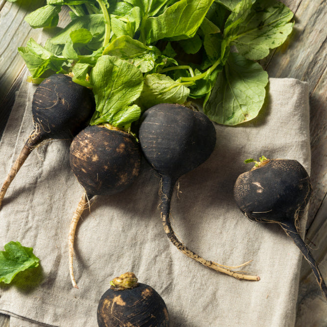 Radish Black Spanish Round Vegetable | X 80 Seeds