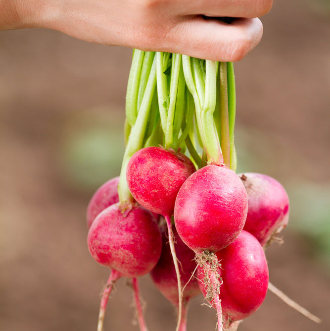 Radish Champion Vegetable | X 80 Seeds