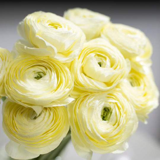 Ranunculus Elegance Cream Flower | X 20 Seeds – Veggie & Flower Garden ...