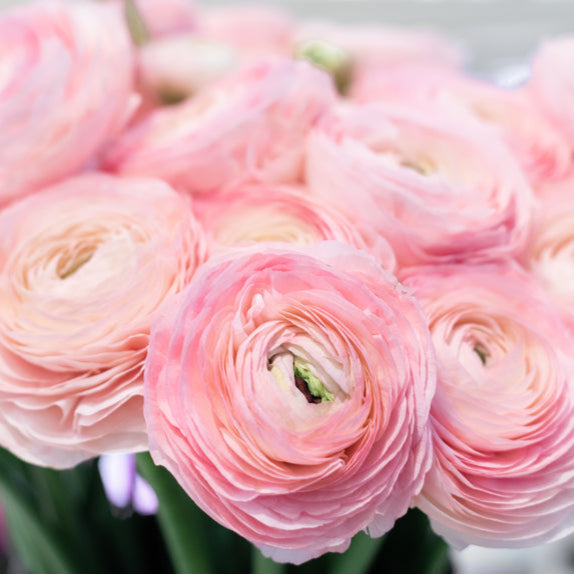 Ranunculus Elegance Soft Pink Flower | X 20 Seeds