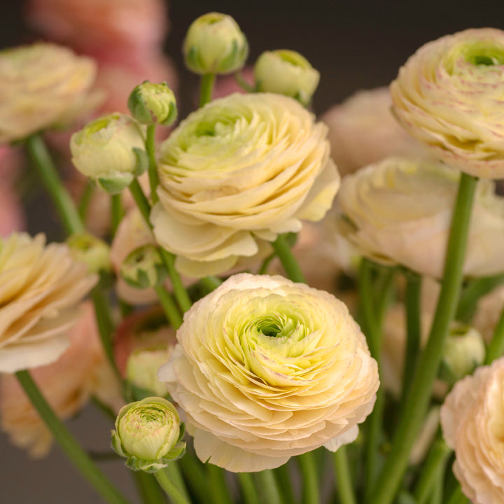 Ranunculus Highline Pastel Lemon Mix Flower | X 20 Seeds