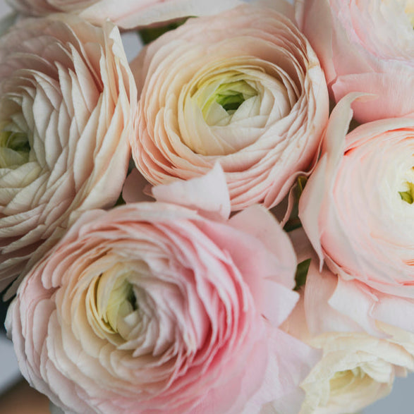 Ranunculus Highline Chamallow Flower | X 20 Seeds