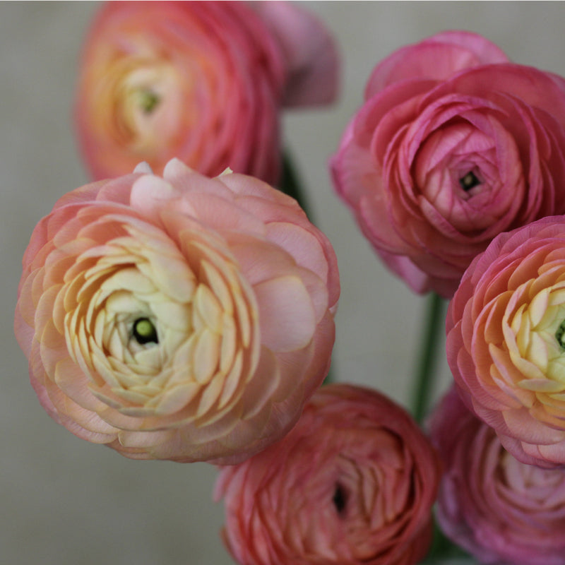 Ranunculus Highline Porcelaine Flower | X 20 Seeds