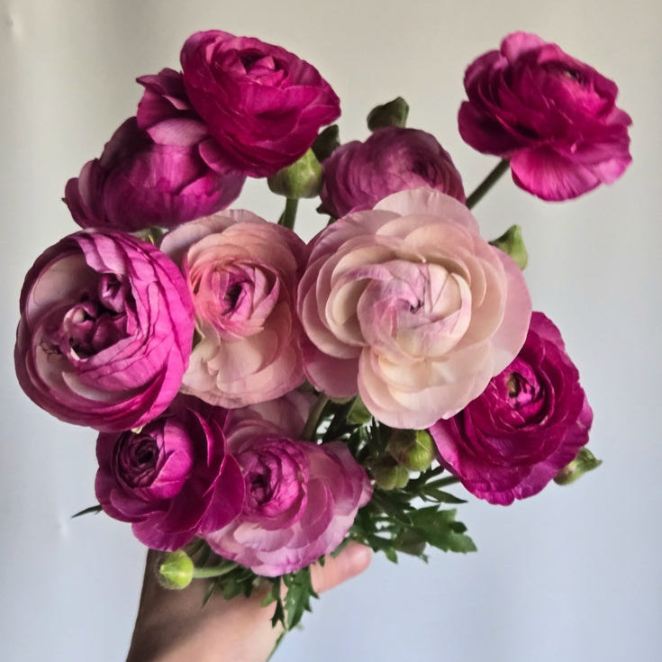 Ranunculus Highline Purple Jean Flower | X 20 Seeds