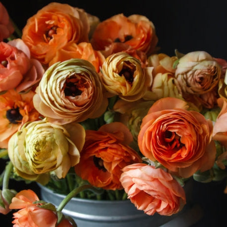 Ranunculus Highline Tango Flower | X 20 Seeds – Veggie & Flower Garden ...