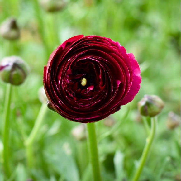 Ranunculus Highline Wine Flower | X 20 Seeds