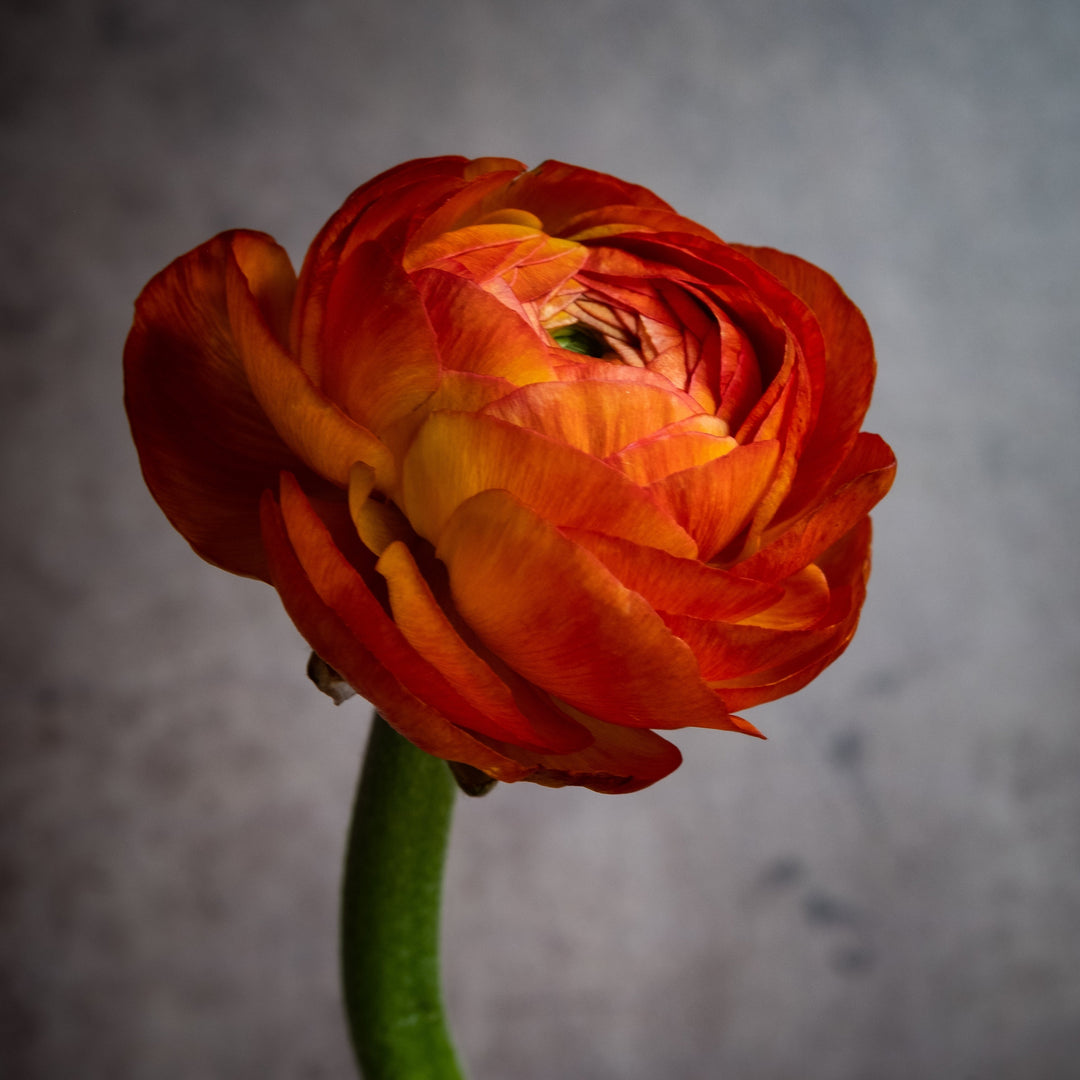 Blacksmith Ranunculus Flower Ranunculus Seeds – Veggie & Flower Garden Seeds