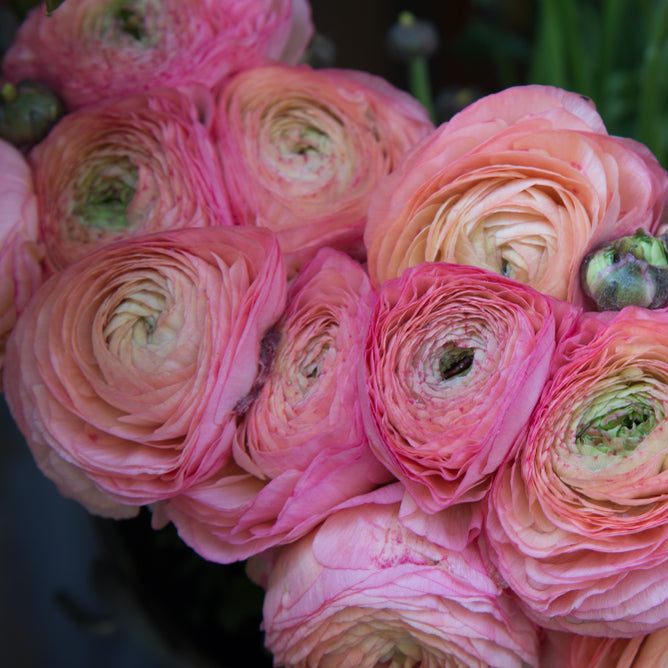 Ranunculus Elegance Pink Pastel Flower | X 20 Seeds